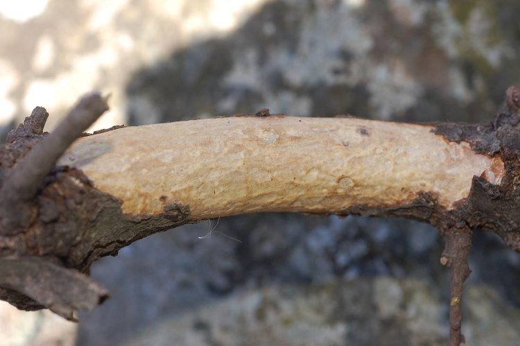 5 Le colline di Taormina:Aphyllophorales e molto altro